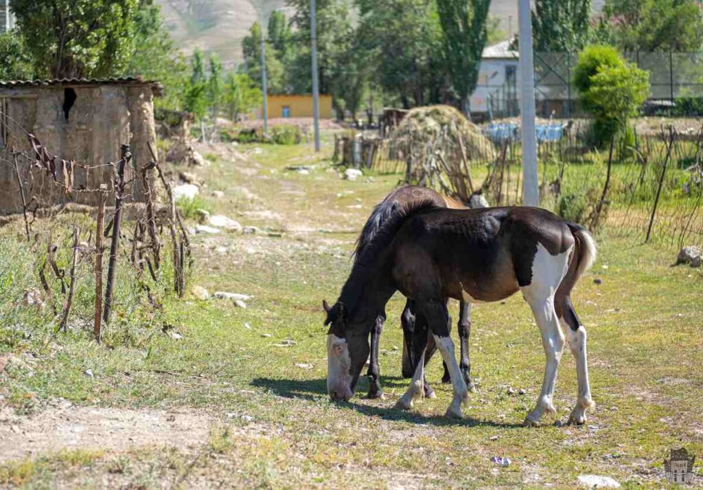 Horses in the village of Ming-Kush