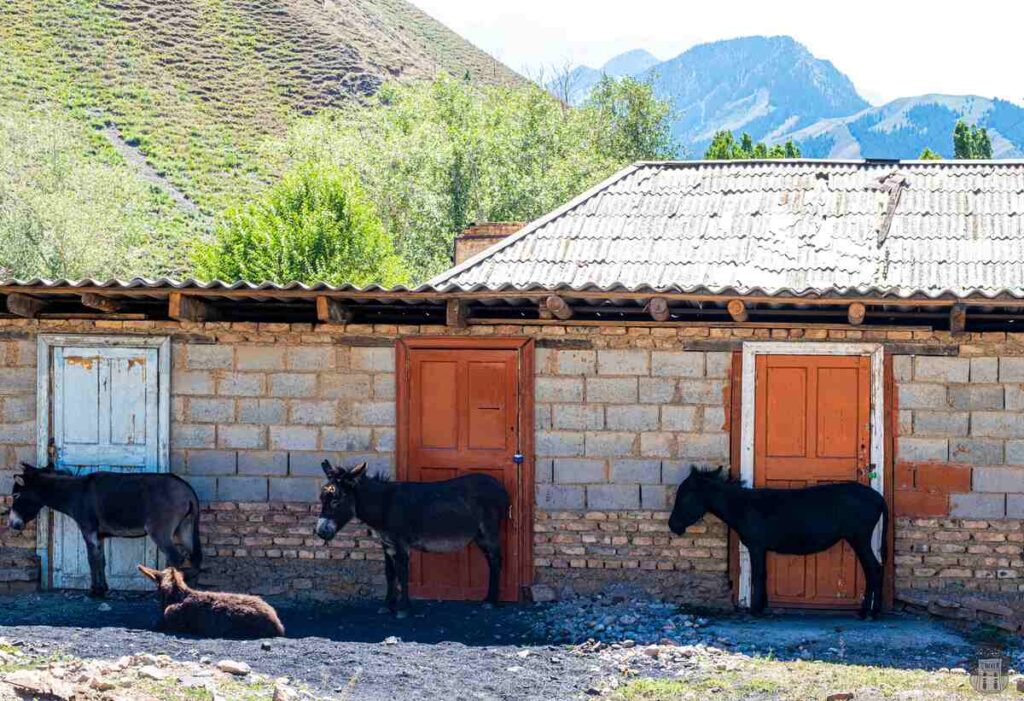Donkeys in the abandoned village of Ming-Kush